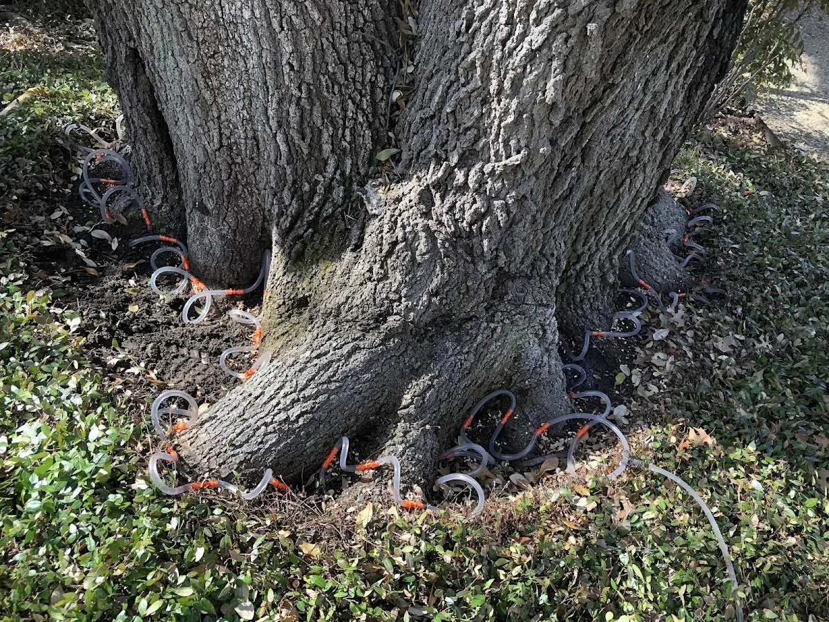 Detailed Tree Cabling and Bracing job site in Dozier