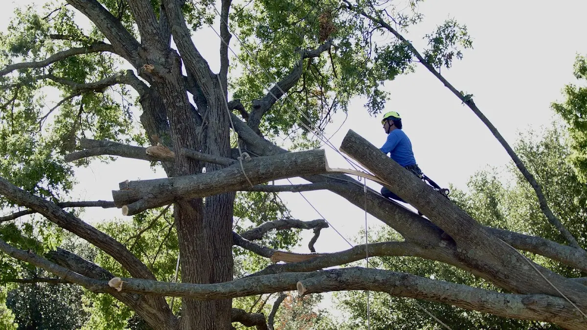 Professional Crown Thinning performed by certified arborists in Dozier