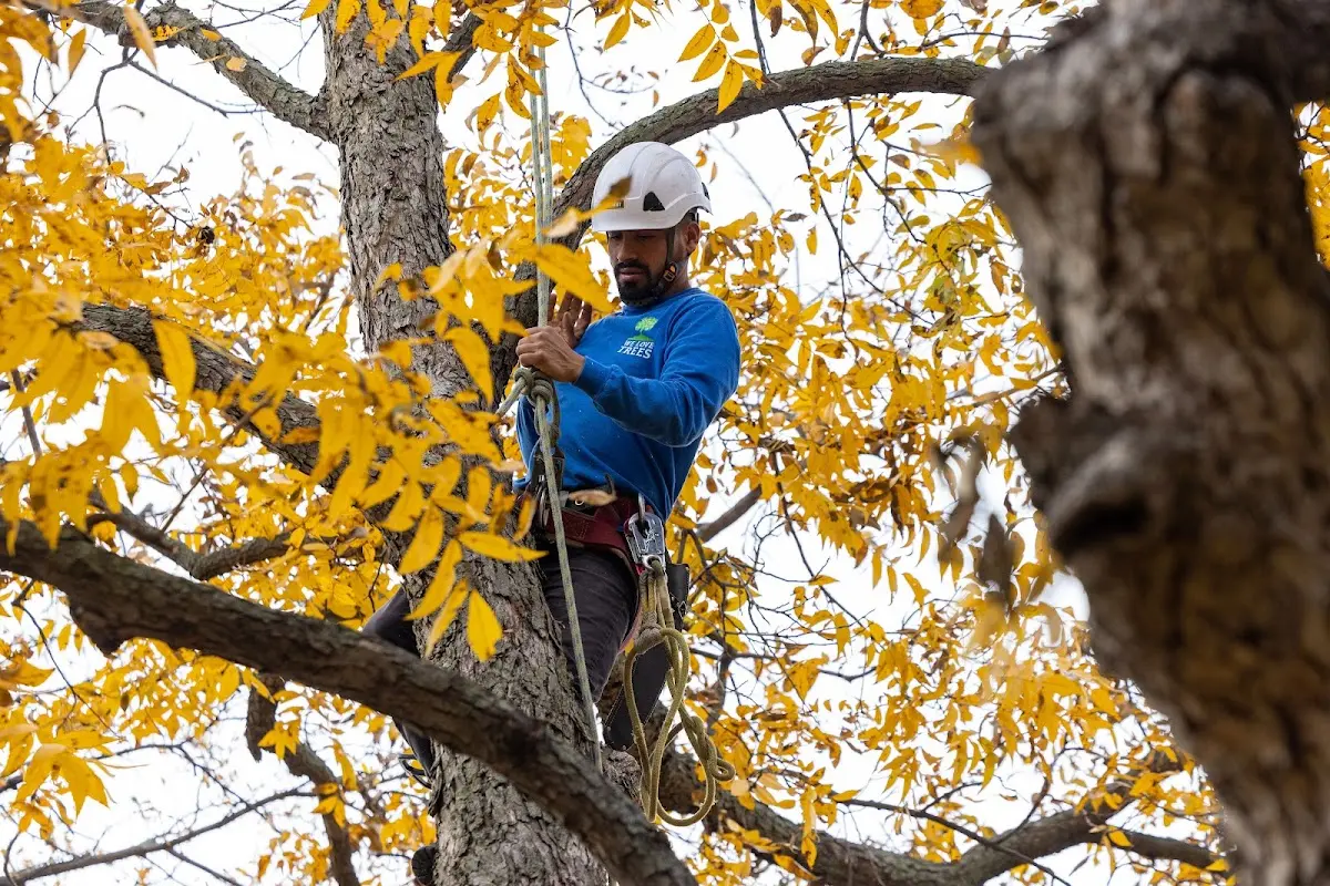 Skilled Dead Tree Removal crew working in Dozier